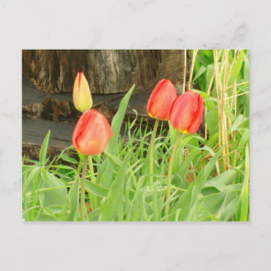 Tempo de Primavera 2 Cartão Postal