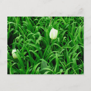 Tempo de Primavera para Cartão Postal