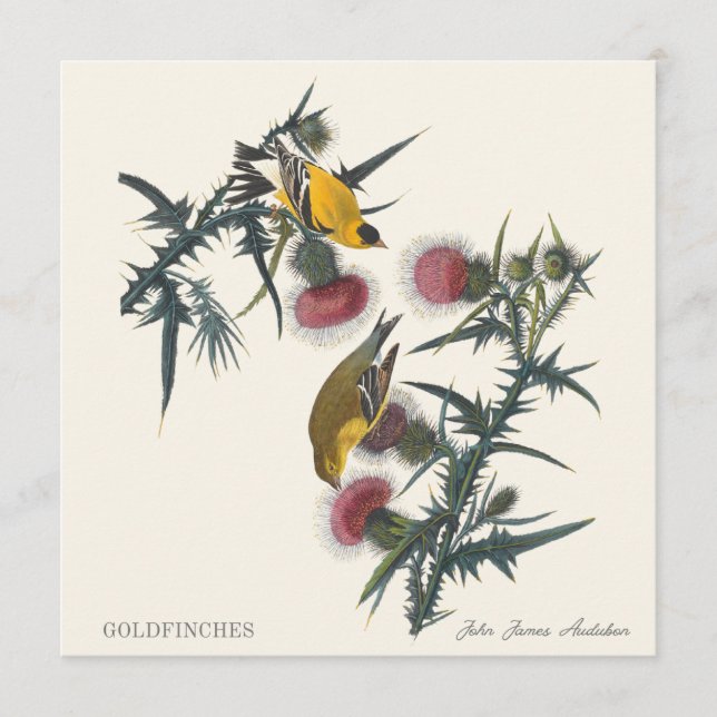 Tentilhões por John James Audubon (Frente)