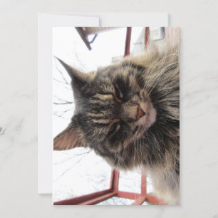 Teor de Gatinho Engraçado de Maine Coon