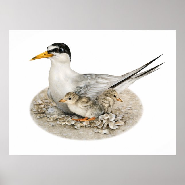 Tern Mínimo com Pintinhos e Poster de Ovo (Frente)