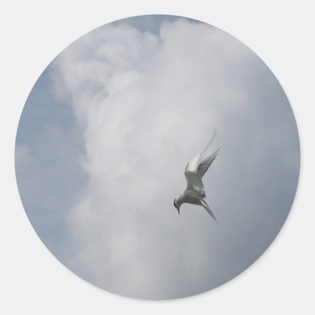 Tern nos adesivos do céu (Frente)