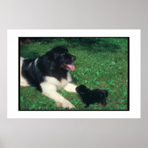 Terra Nova Landseer & poster do filhote de