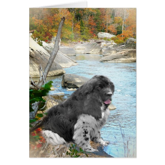 Terra Nova por Cartões Flutuantes (Frente)