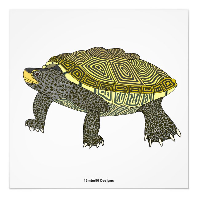 Terrapin (branco) - Impressão fotográfica (Frente)