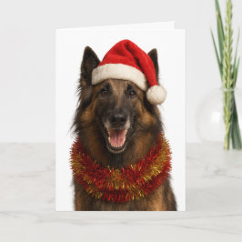 Tervuren com chapéu de Papai Noel cartão de Natal
