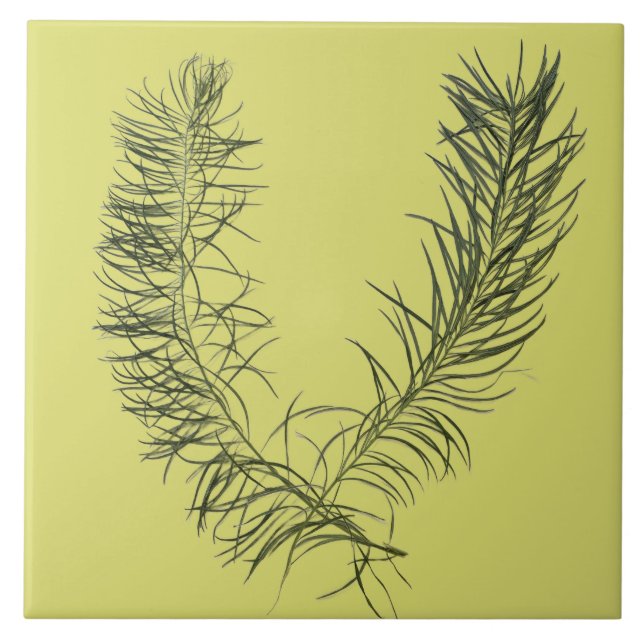 Tesouro Textural de Verão em Azulejo cerâmico - B (Frente)