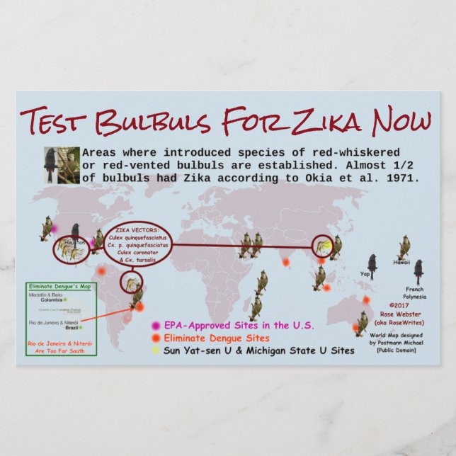 Testar Rouxinóis Para Zika Folheto 2 Lados por Ros (Frente)