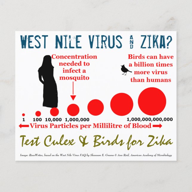 Teste Culex & Birds Flyer de 2 Lados por RoseWrite (Frente)