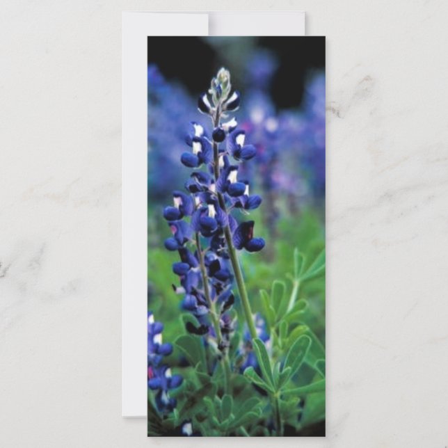 Texas Bluebonnet (Frente)