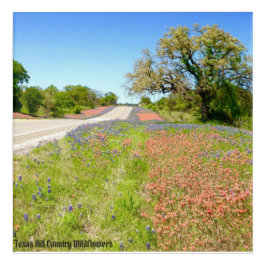Texas Hill County Wildflower Acrylic Art Impressão