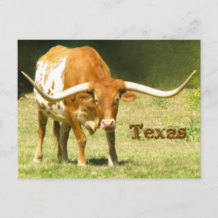 Texas Longhorn com cartão postal de fatos