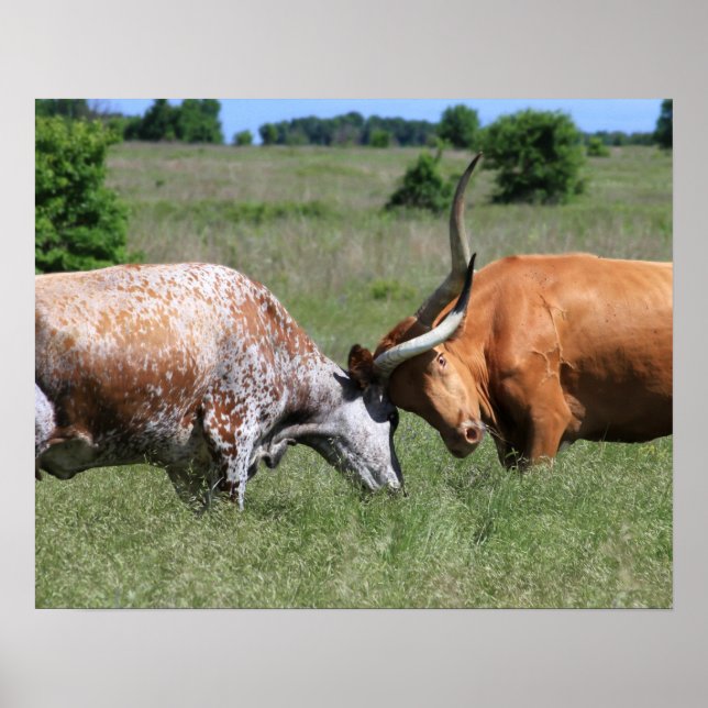 Texas Longhorn Cow Fight Poster (Frente)