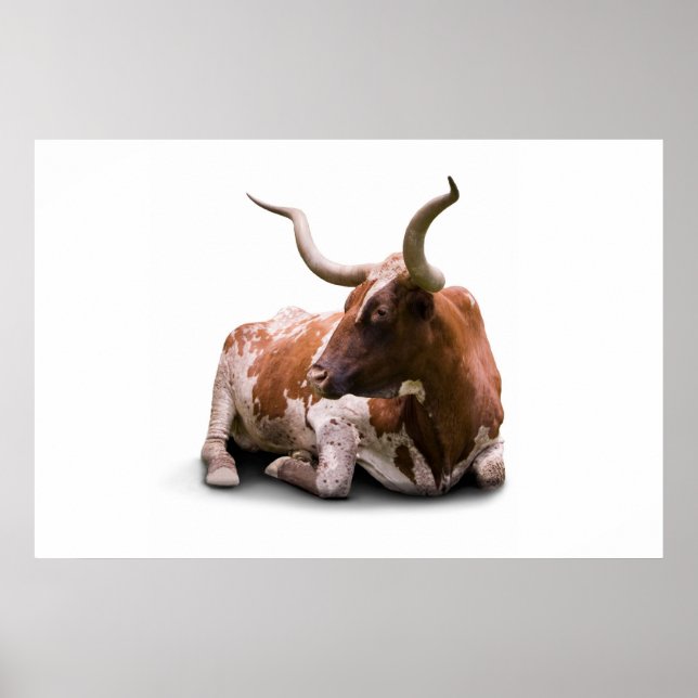 Texas Longhorn Poster Impressão (Frente)