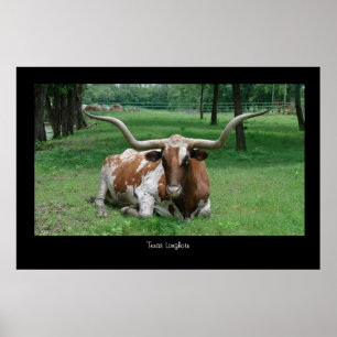 Texas Longhorn Poster Impressão