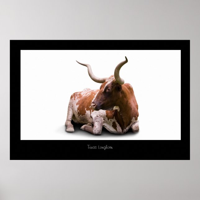 Texas Longhorn Poster Impressão (Frente)