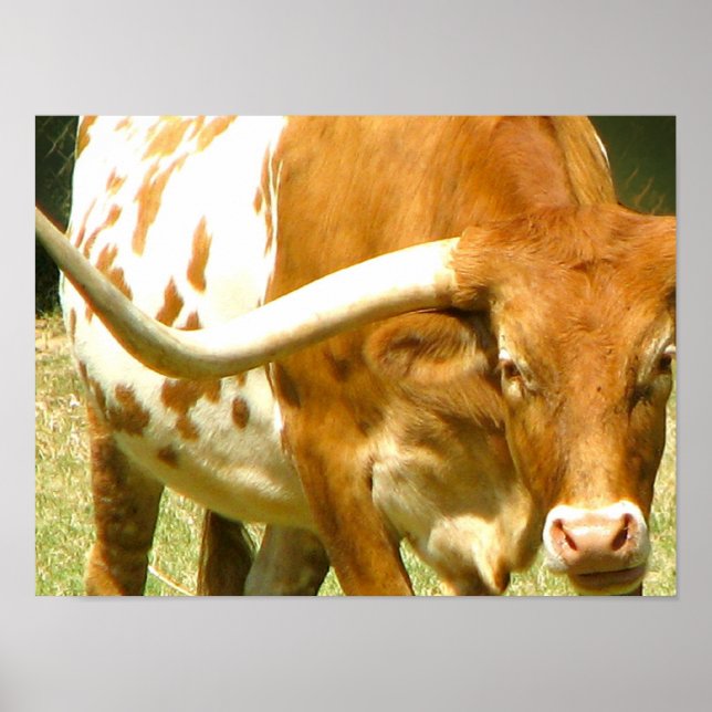 Texas Longhorn Up Close Poster (Frente)