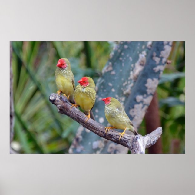 Three star finches poster (Frente)