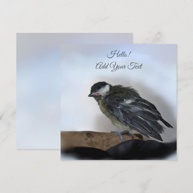 Tidi, meu Pássaro, a carta chata Parus Major (Frente/Verso)