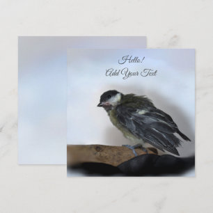 Tidi, meu Pássaro, a carta chata Parus Major
