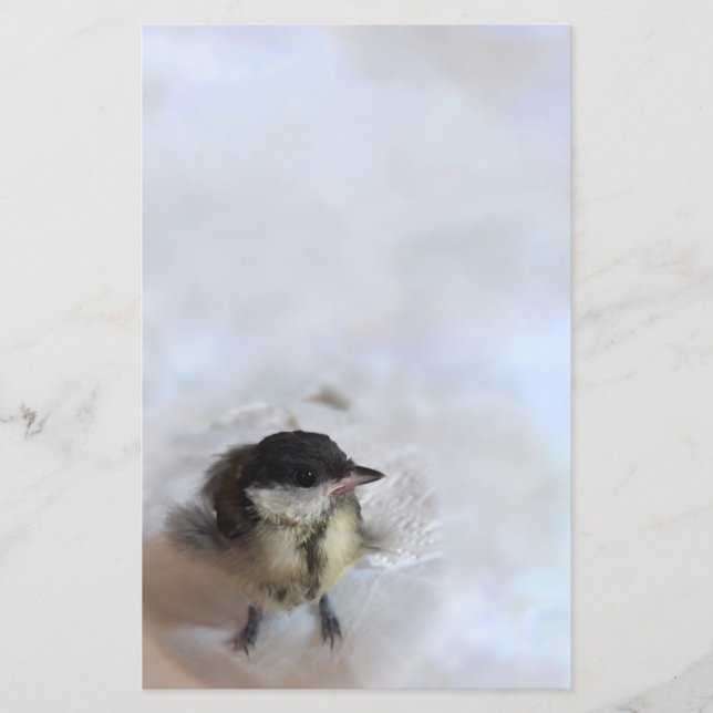 Tidi, meu Pássaro, o Parus Major (Frente)