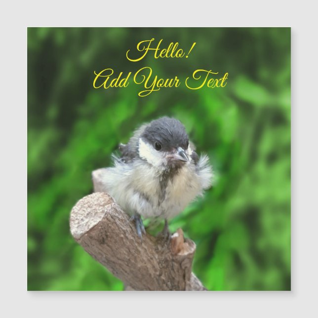 Tidi, meu Pássaro, o Parus Major (Frente)