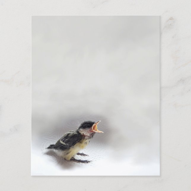 Tidi, meu Pássaro, o Parus Major (Frente)
