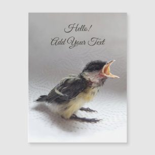 Tidi, meu Pássaro, o Parus Major Magnetic Card