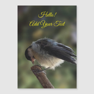 Tidi, meu Pássaro, o Parus Major Magnetic Card