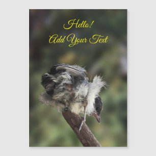 Tidi, meu Pássaro, o Parus Major Magnetic Card