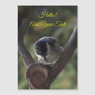Tidi, meu Pássaro, o Parus Major Magnetic Card