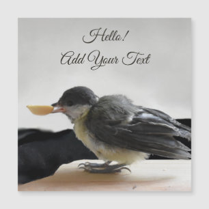 Tidi, meu Pássaro, o Parus Major Magnetic Card