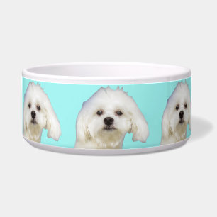 Tigela Filhote de cachorro maltês do cão branco
