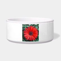 Flor de Margarida Laranja Floral Brilhante Moderna