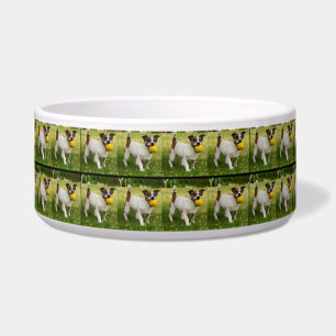 Tigela Fox Terrier Com Sua Bola Em Um Padrão, Cão Grande