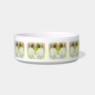 Tigela papillon, papilão, papillon e cão-papão,