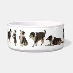 Tigela Para o tri Collie áspero doce, uma grande bacia d