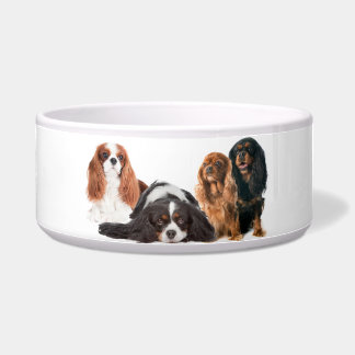 Tigela Rei Charles Cavalier Spaniel