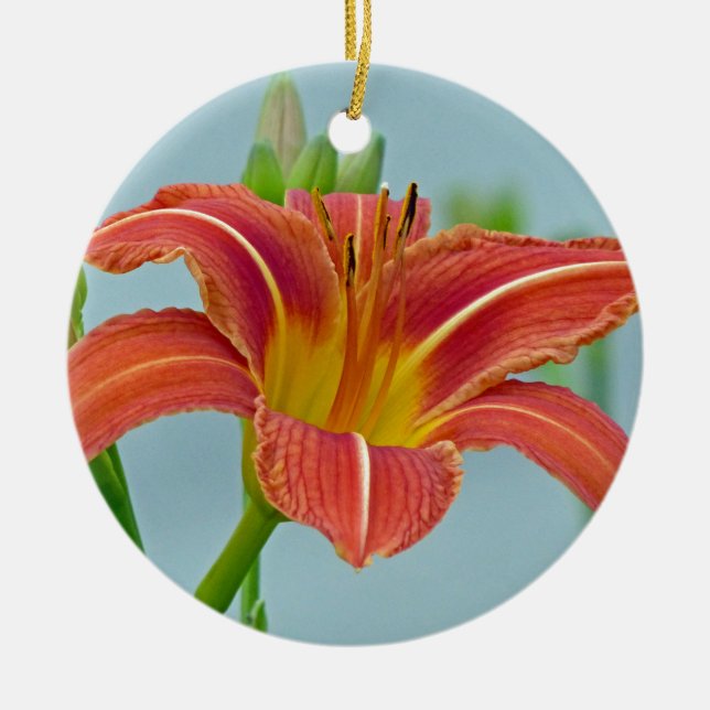Tiger Daylily (Frente)