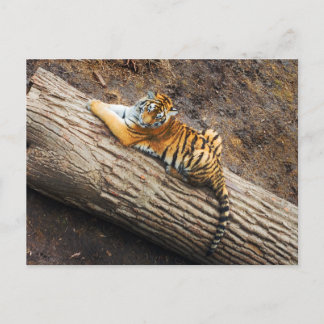 Tiger em um cartão postal de foto de log