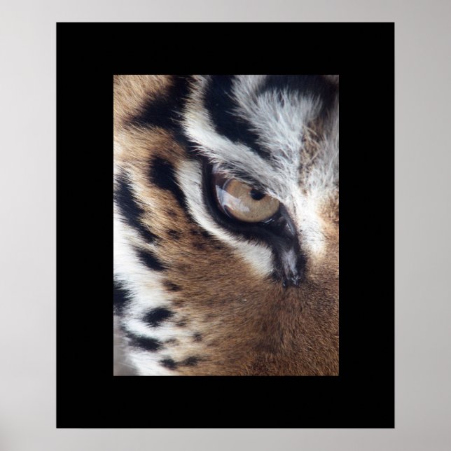 Tiger Eye Poster (Frente)