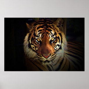 Tiger Eyes Poster - Posters de vida selvagem