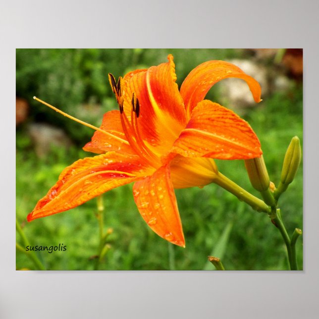 Tiger Lily Botanical Value Poster (Frente)