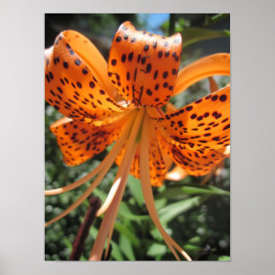Tiger Lily Poster Impressão