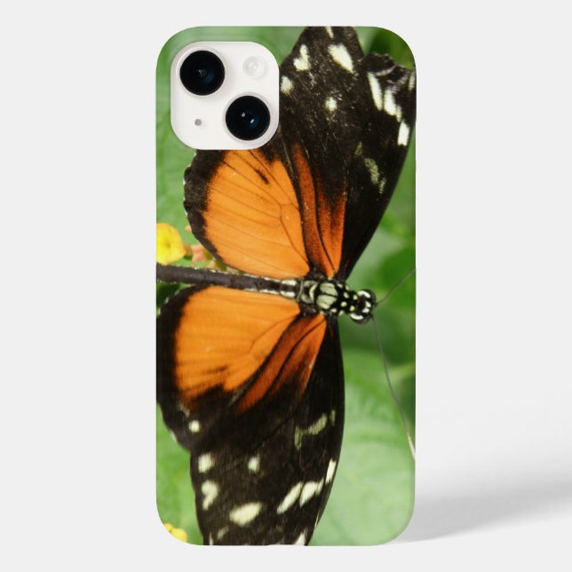 Tiger Longwing Butterfly (Verso)
