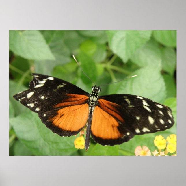 Tiger Longwing Butterfly Impressão (Frente)