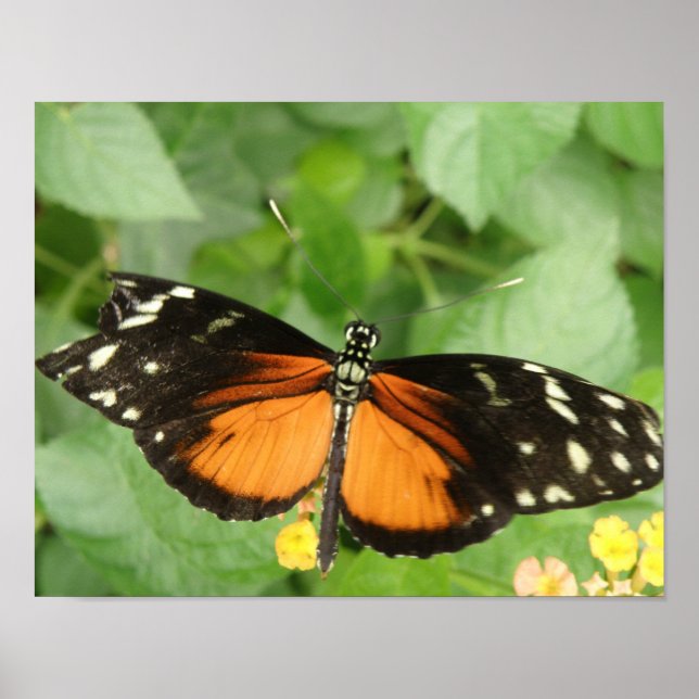 Tiger Longwing Butterfly Impressão (Frente)