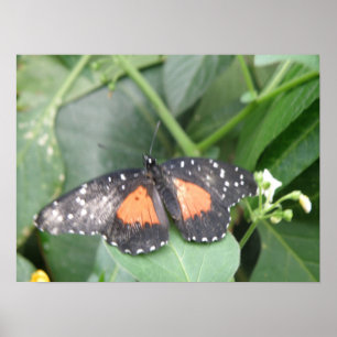 Tiger Longwing Butterfly Impressão