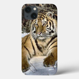 Tiger Lovers