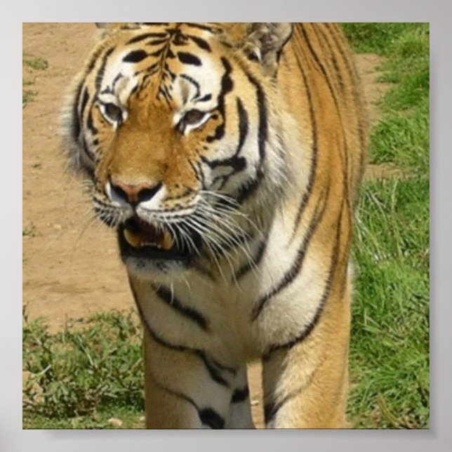 Tiger Prowl Poster (Frente)